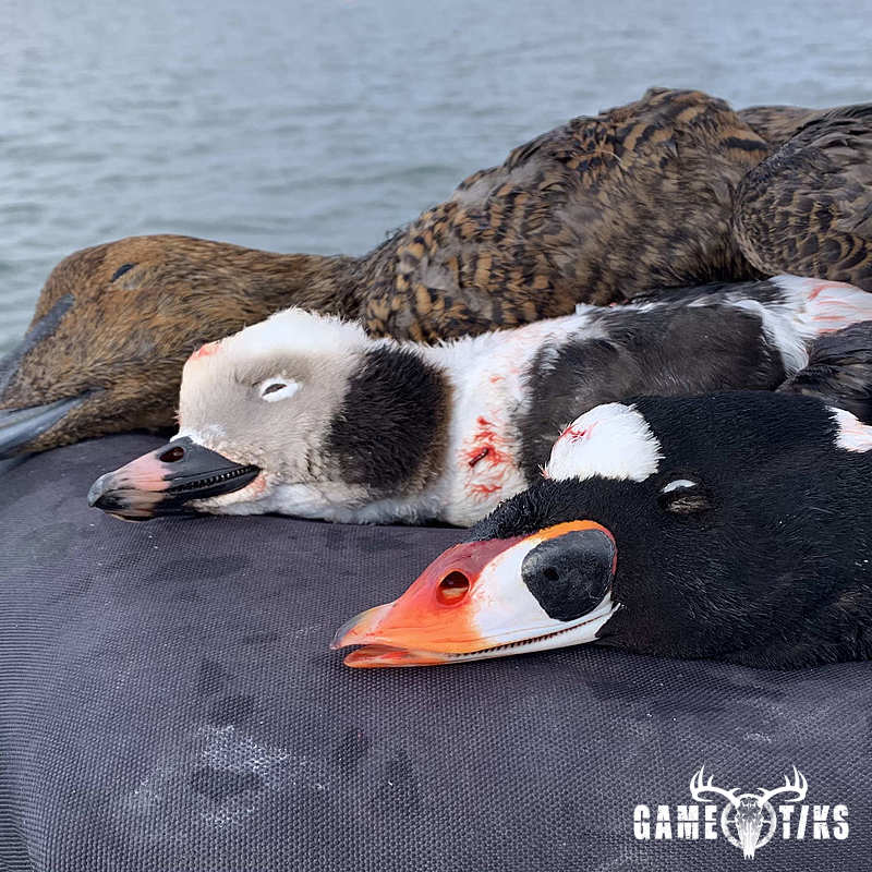 waterfowl harvest by Maine Experience Guide Service