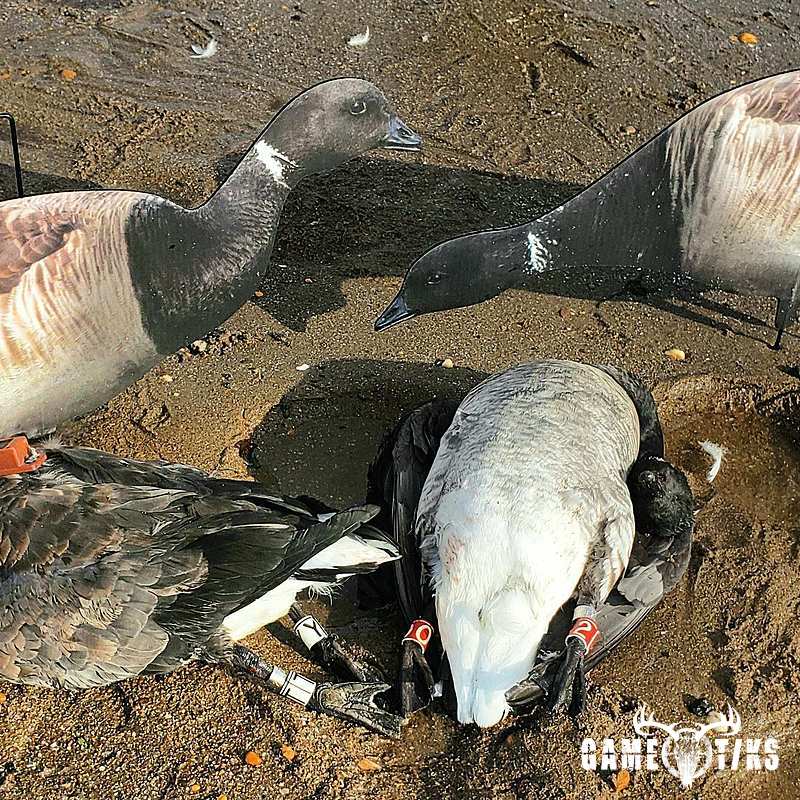 waterfowl harvest by The RiverRats Waterfowl Hunting
