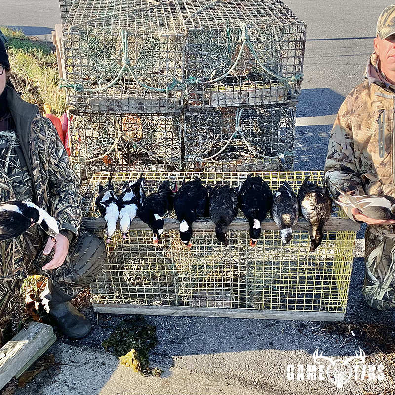 waterfowl harvest by Maine Experience Guide Service