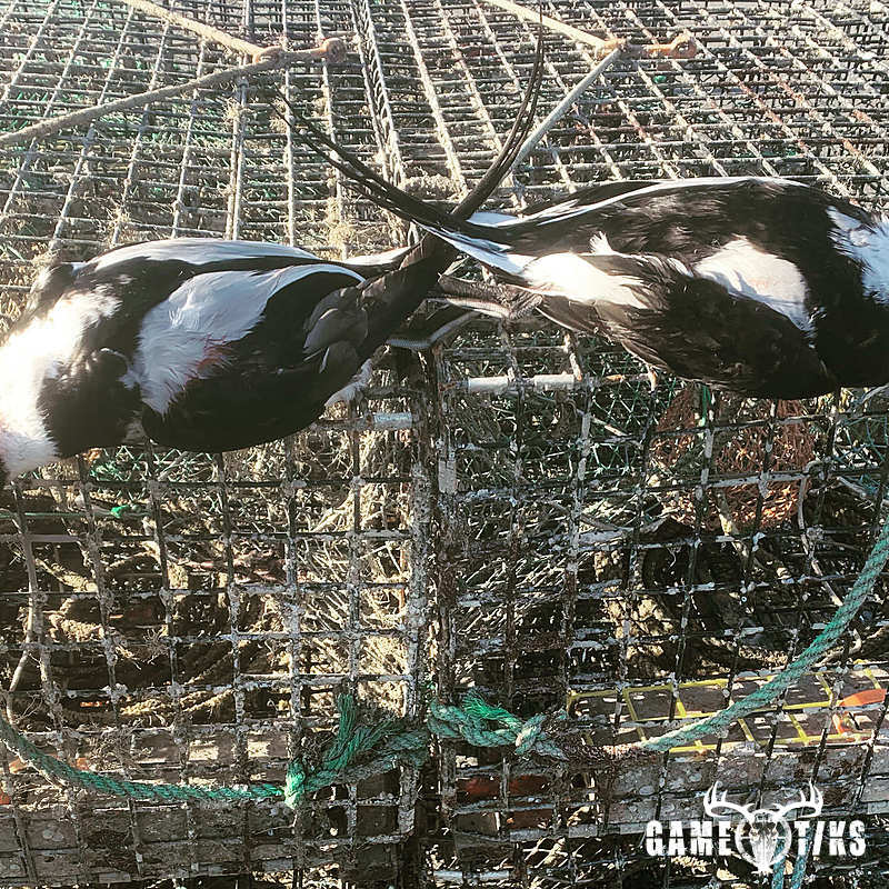 waterfowl harvest by Maine Experience Guide Service