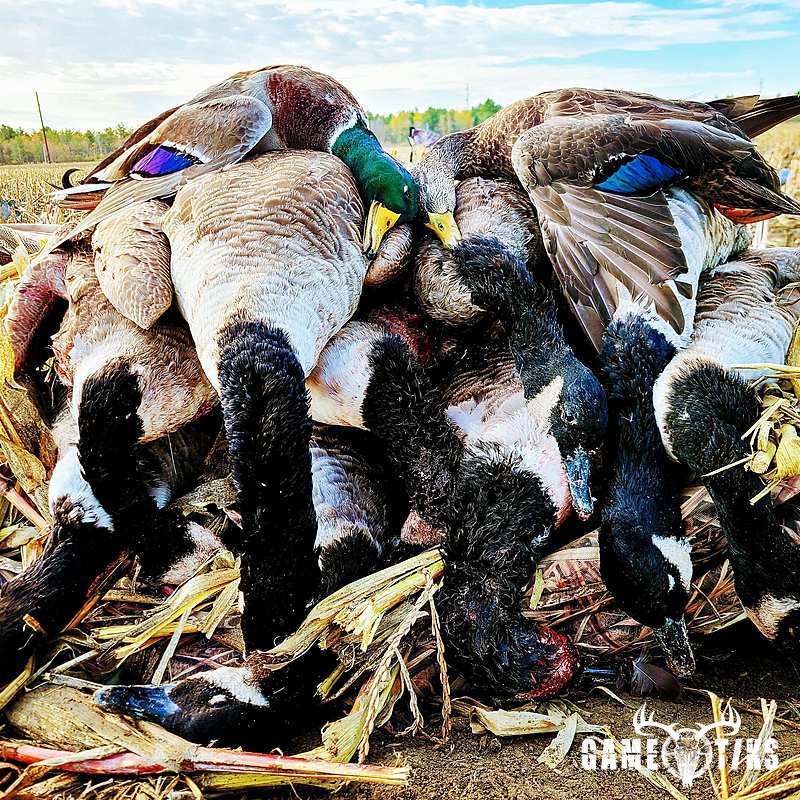 waterfowl harvest by Travis Spencer