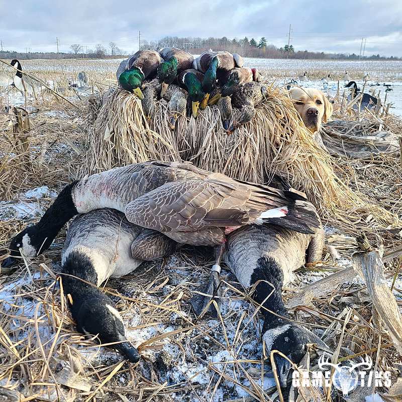 waterfowl harvest by Travis Spencer