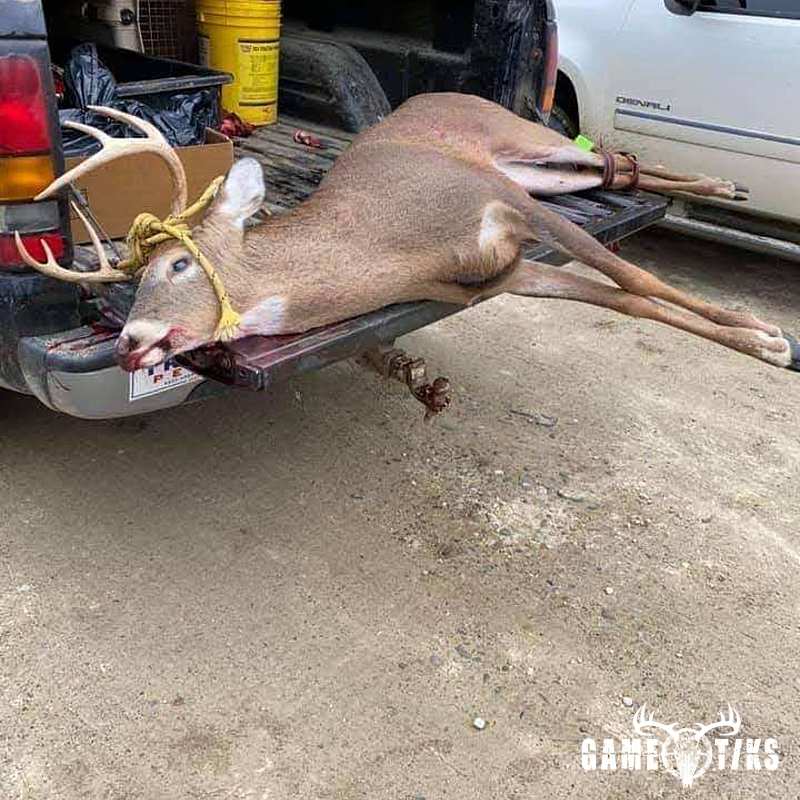 deer harvest by Justin Gushee