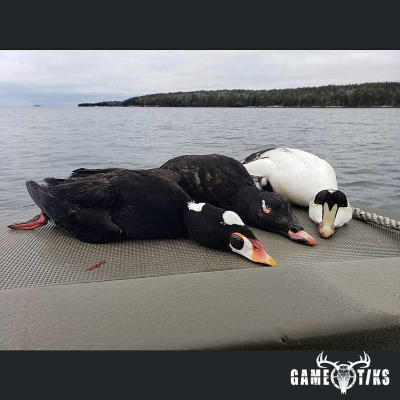 waterfowl harvest by Marsh River Outfitters