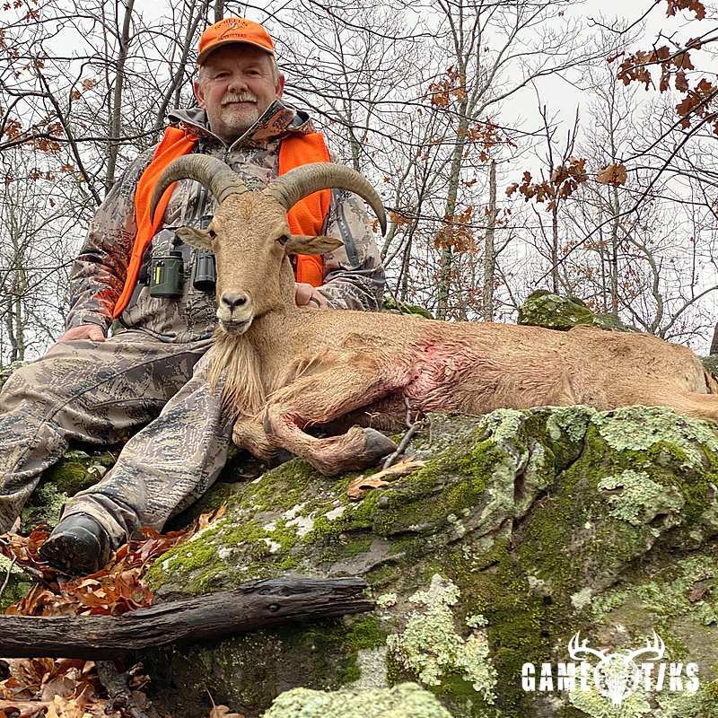 bovid harvest by Black Mountain Hunts LLC