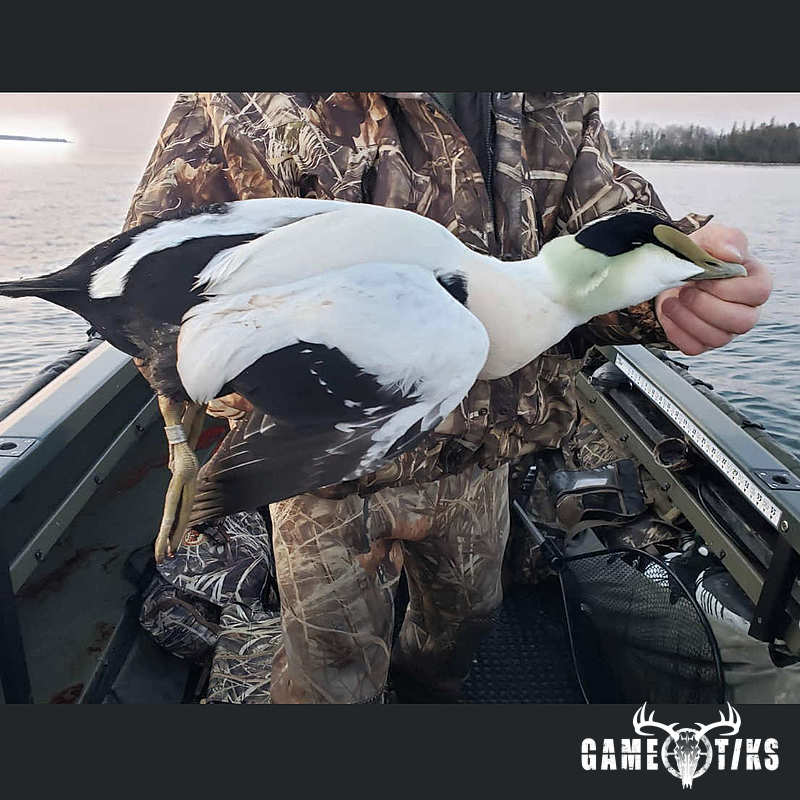 waterfowl harvest by Marsh River Outfitters