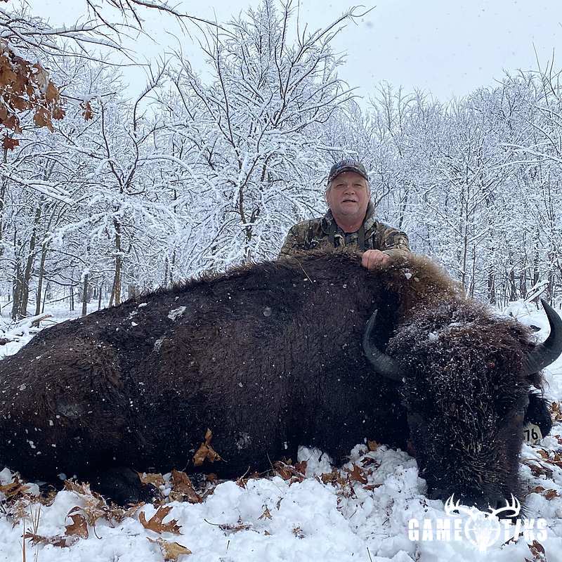 buffalo harvest by Black Mountain Hunts LLC