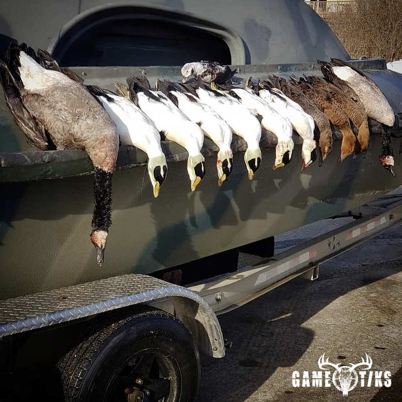 waterfowl harvest by Marsh River Outfitters