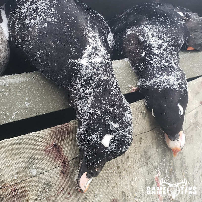 waterfowl harvest by Marsh River Outfitters