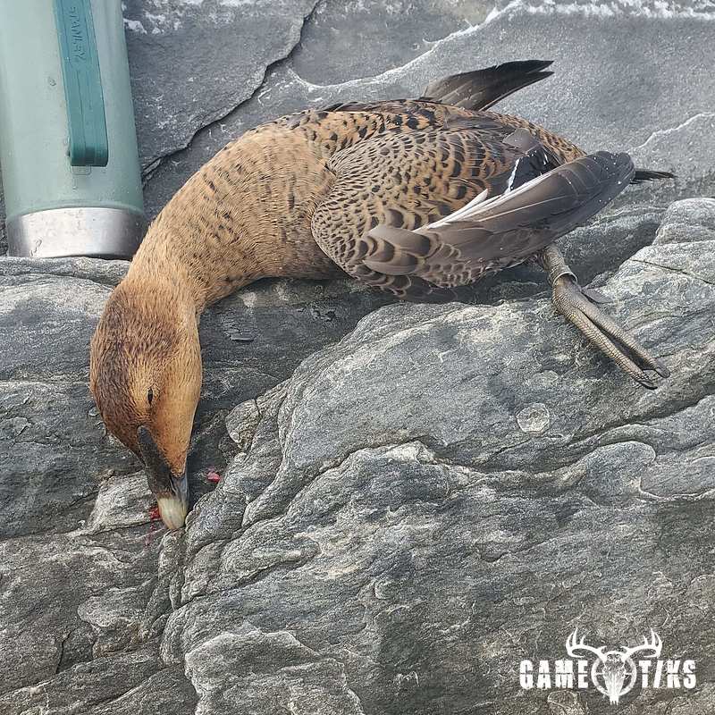 waterfowl harvest by Reddog Guide Service