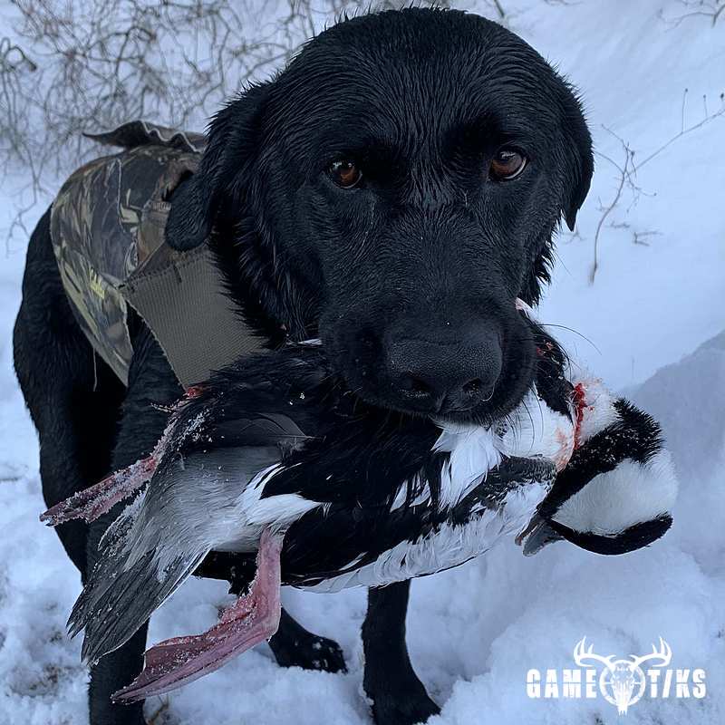 waterfowl harvest by Maine Experience Guide Service
