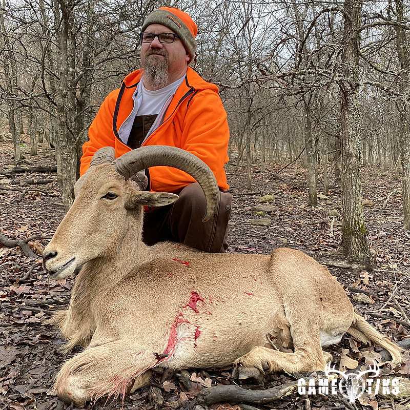 bovid harvest by Black Mountain Hunts LLC