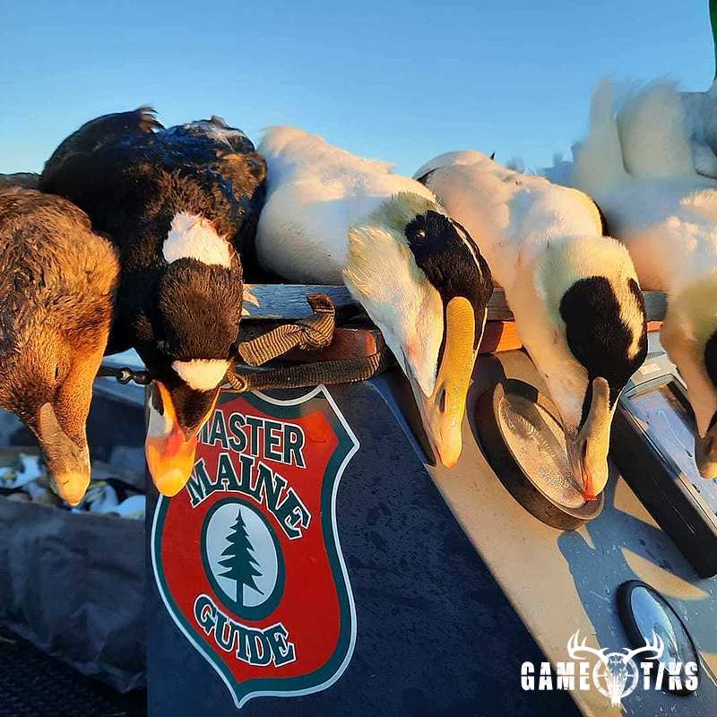 waterfowl harvest by Troy Fields, Traditions Guide Service