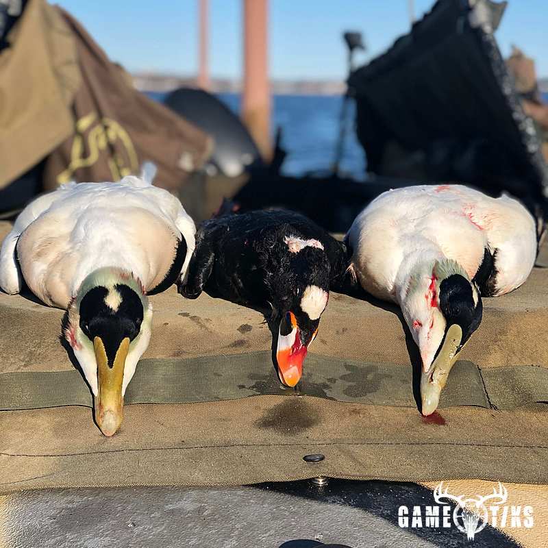waterfowl harvest by Tom Smarrella