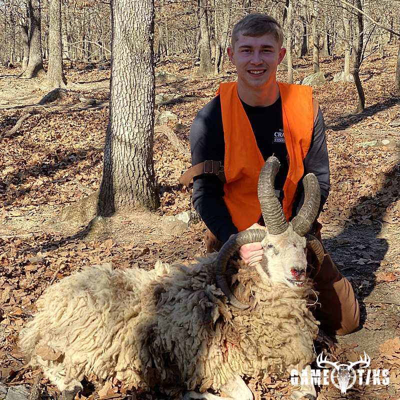 bovid harvest by Black Mountain Hunts LLC