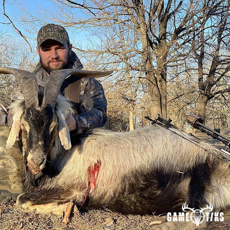 bovid harvest by Black Mountain Hunts LLC