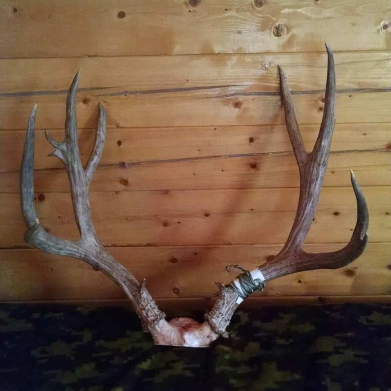 deer harvest by Perry Hatch