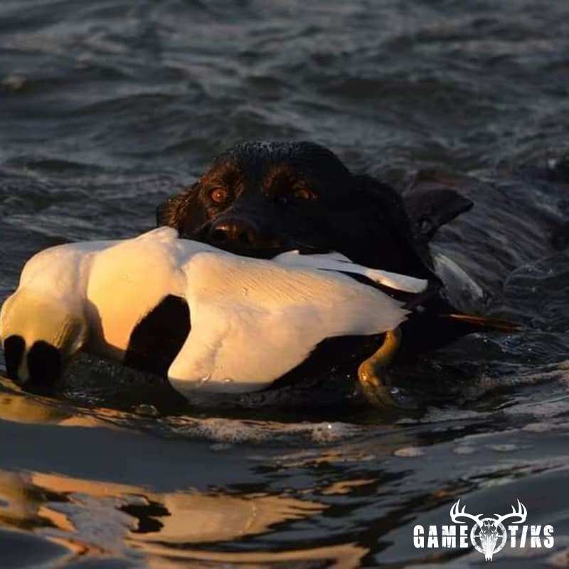 waterfowl harvest by Troy Fields, Traditions Guide Service