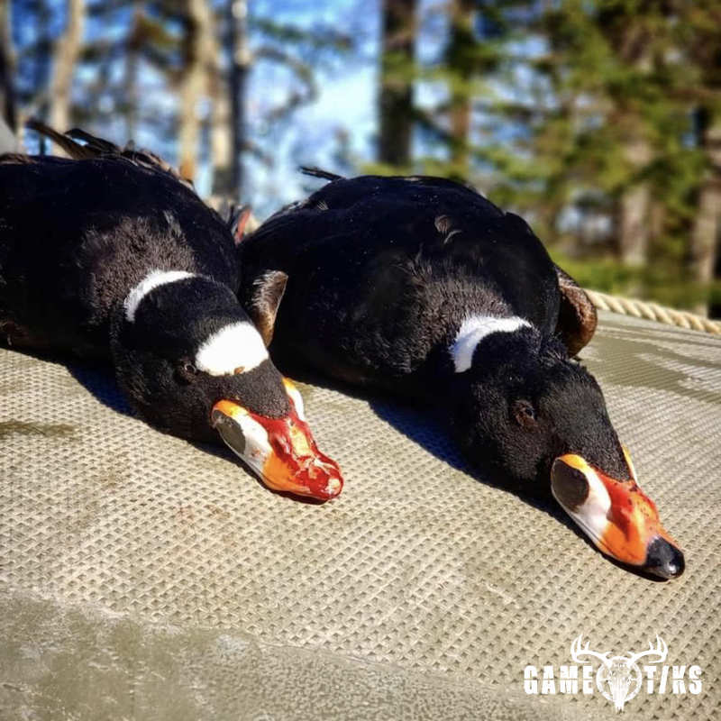 waterfowl harvest by Marsh River Outfitters