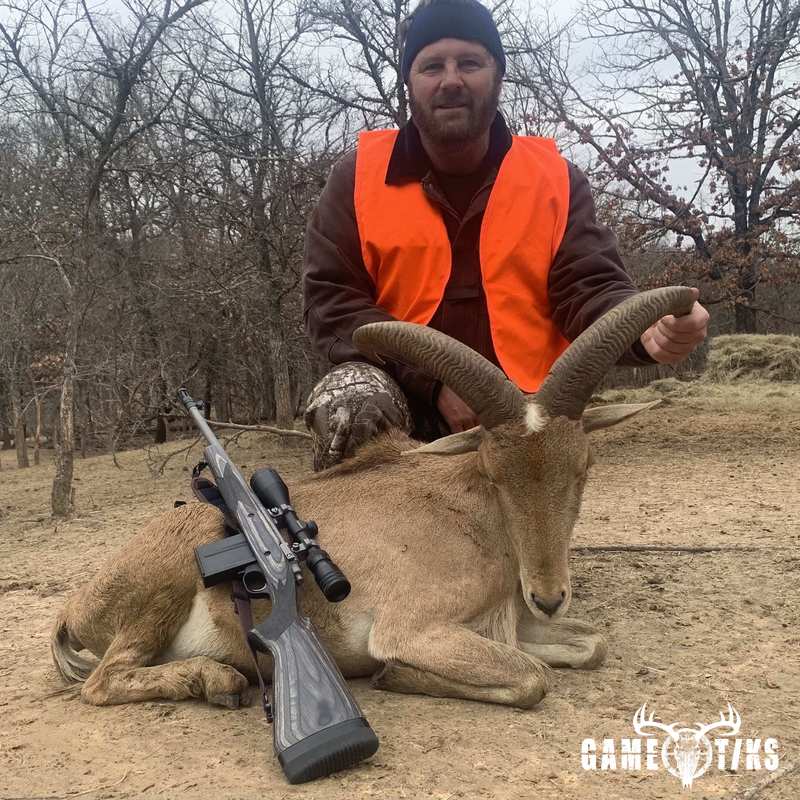 bovid harvest by Black Mountain Hunts LLC