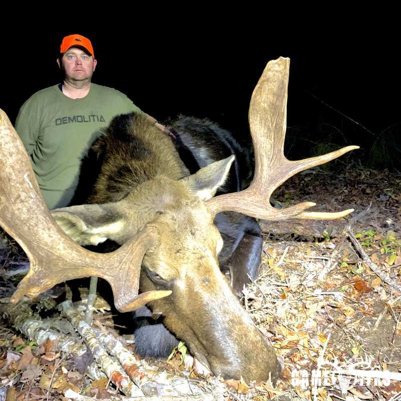 moose harvest by Big Mountain Outfitters