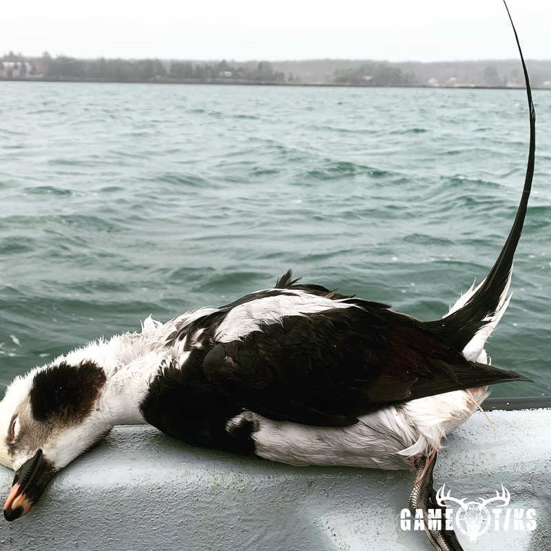 waterfowl harvest by Maine Experience Guide Service