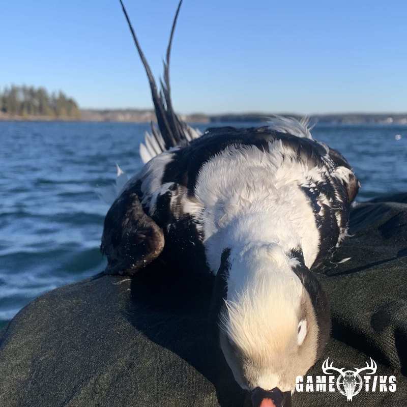 waterfowl harvest by Maine Experience Guide Service