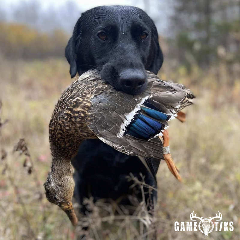 waterfowl harvest by Marsh River Outfitters