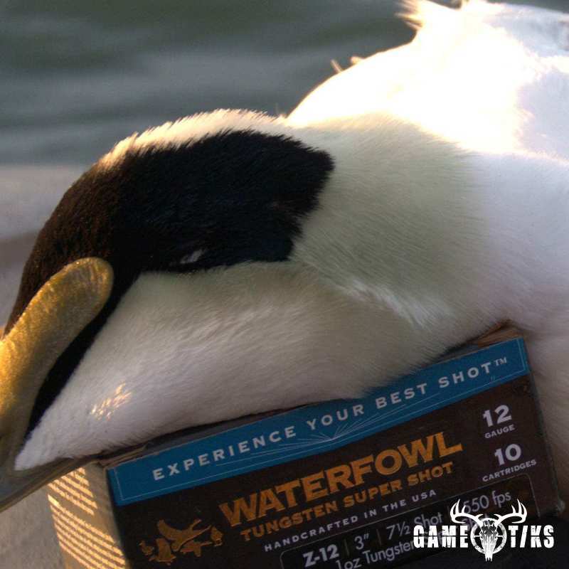 waterfowl harvest by Troy Fields, Traditions Guide Service