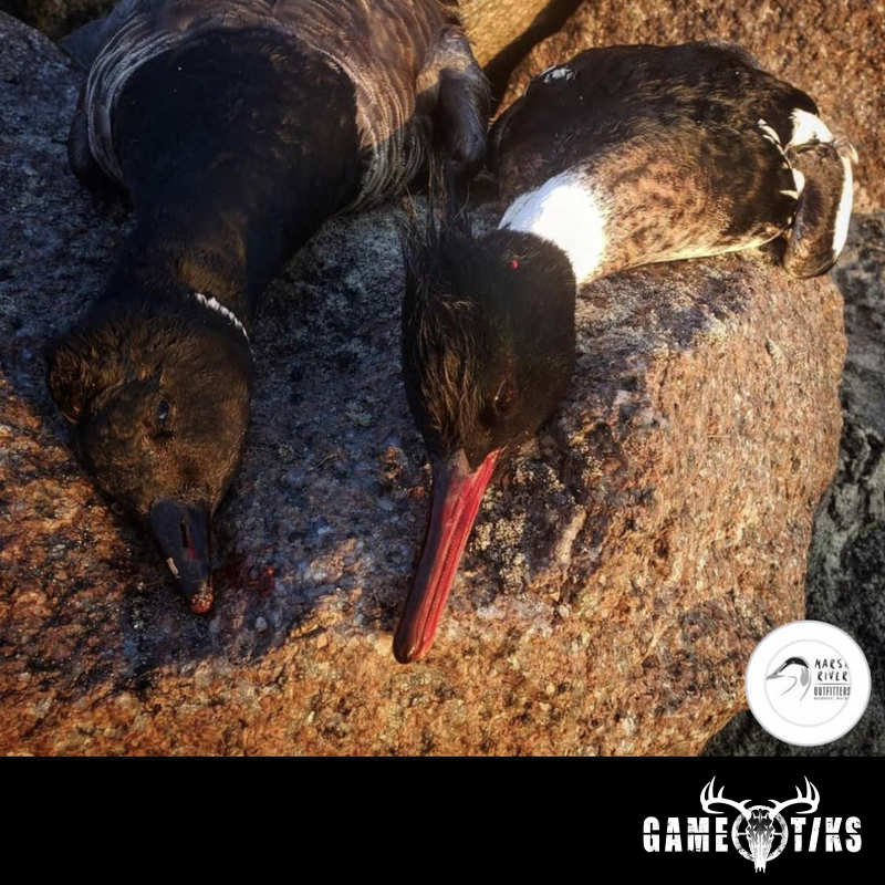 waterfowl harvest by Marsh River Outfitters