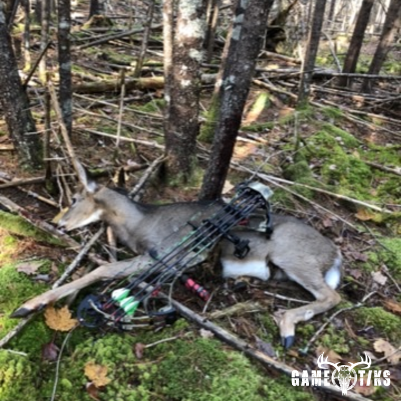 deer harvest by Sam Ray