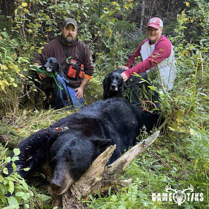 bear harvest by John Gibbs
