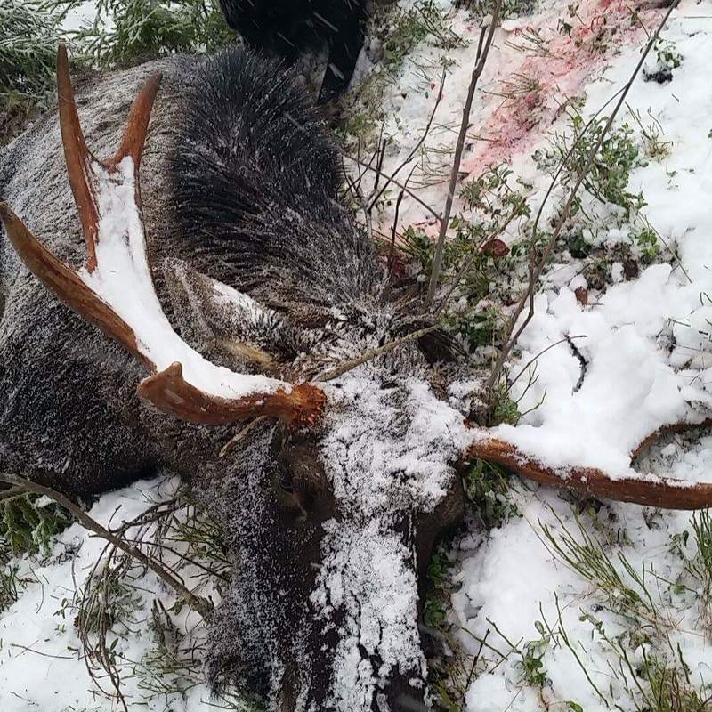 moose harvest by Isto Ojala