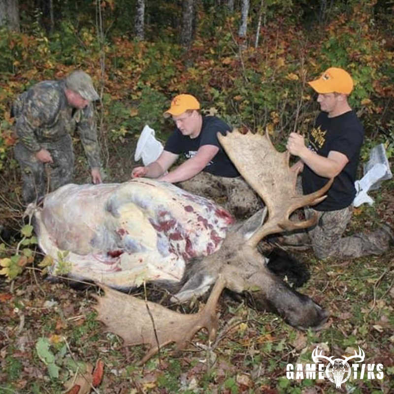 moose harvest by Marsh River Outfitters