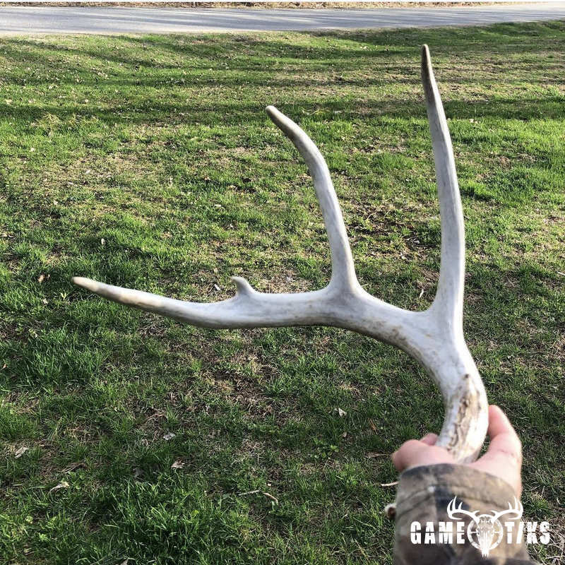 shed_antler harvest by Alexis Porter