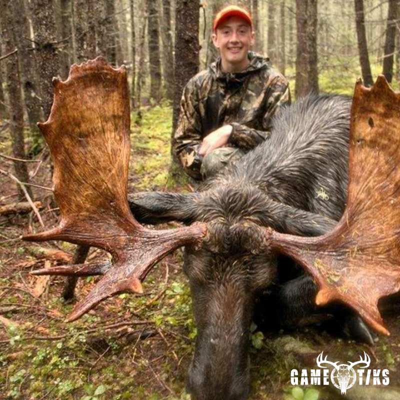 moose harvest by Stephen Hand