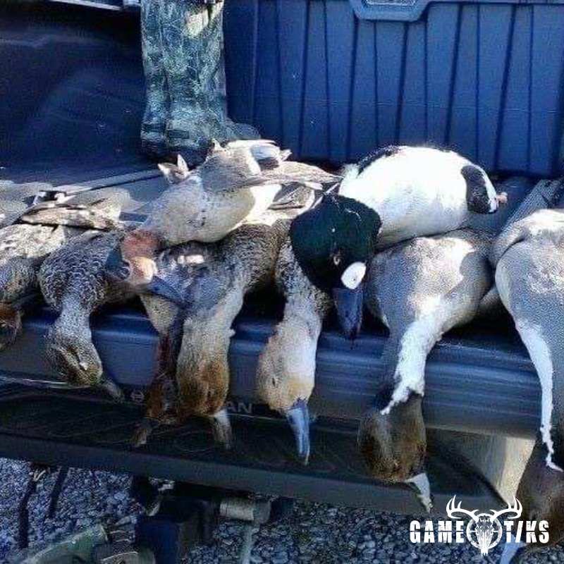 waterfowl harvest by JD Cagle