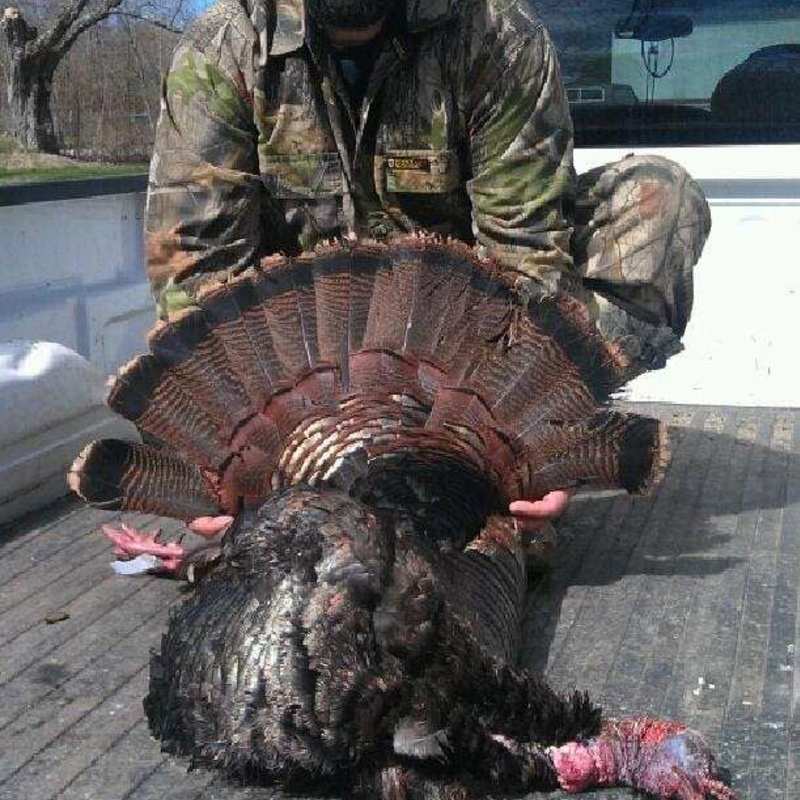 turkey harvest by Nicholas Salvatore