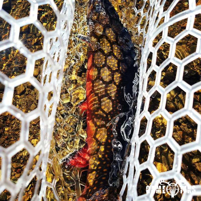 fish harvest by Travis Spencer