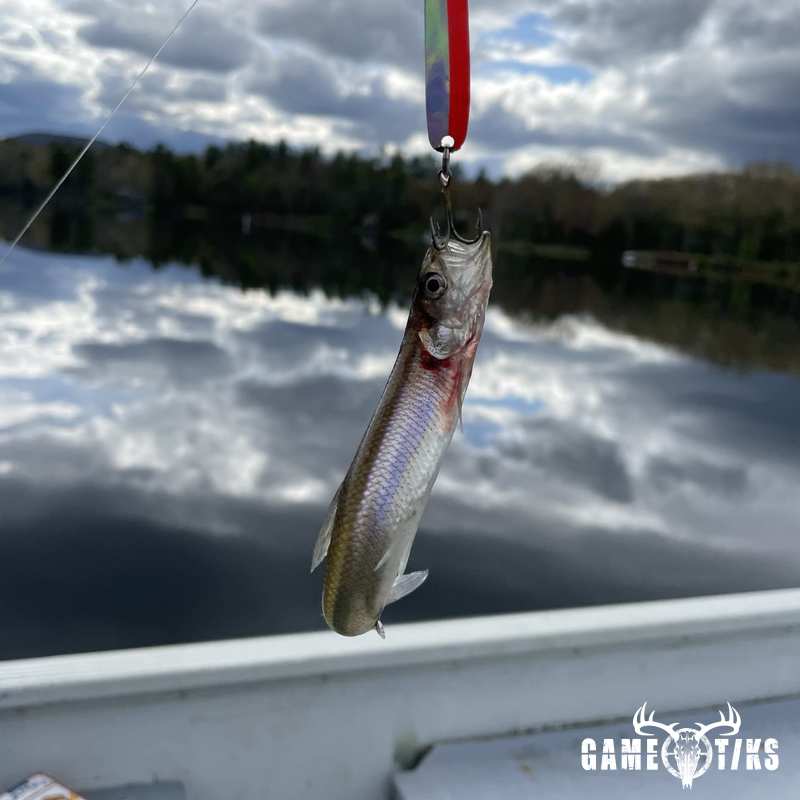 fish harvest by Matt Laite