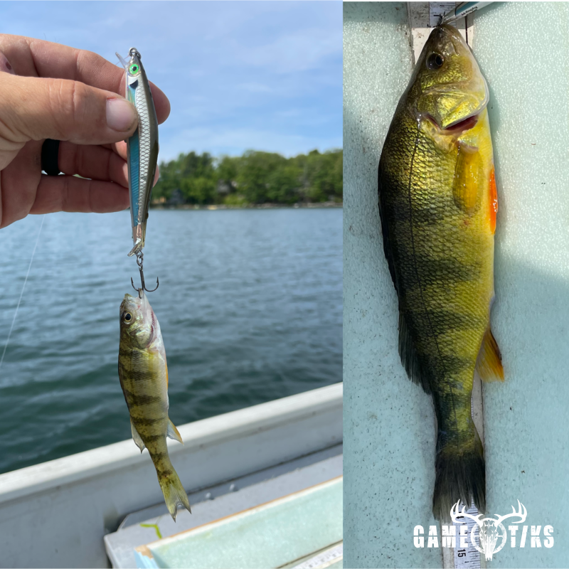 fish harvest by Matt Laite
