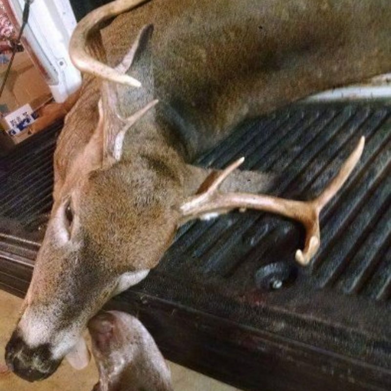 deer harvest by Austin Higgins