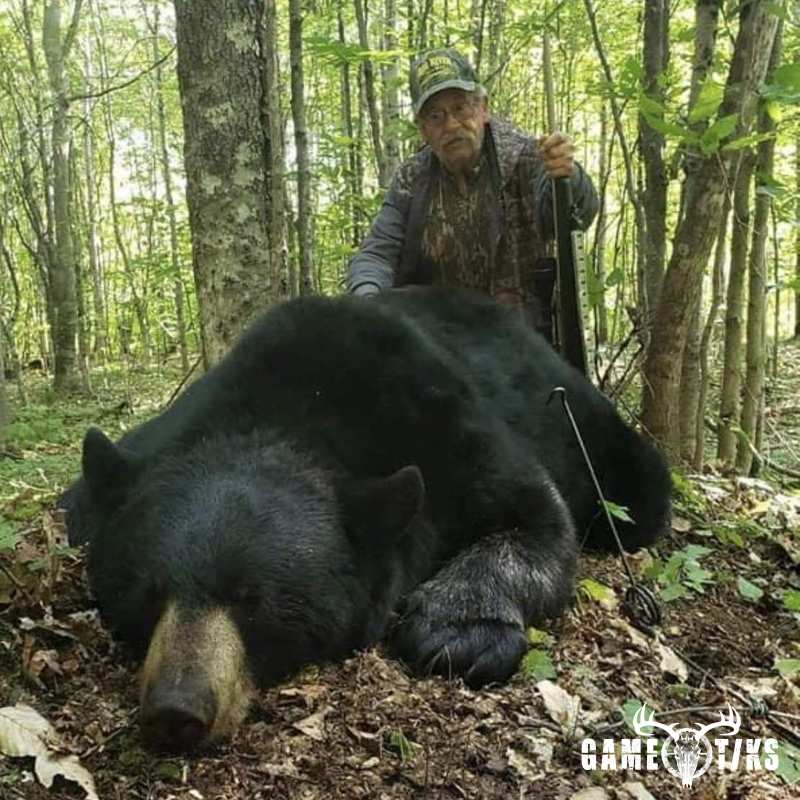 bear harvest by Marsh River Outfitters