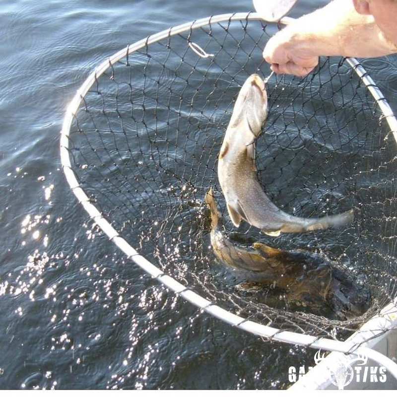 fish harvest by Matt Laite