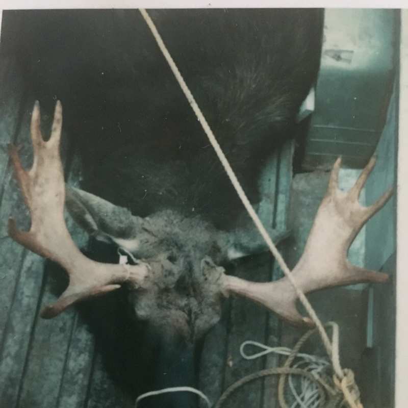 moose harvest by Perry Hatch