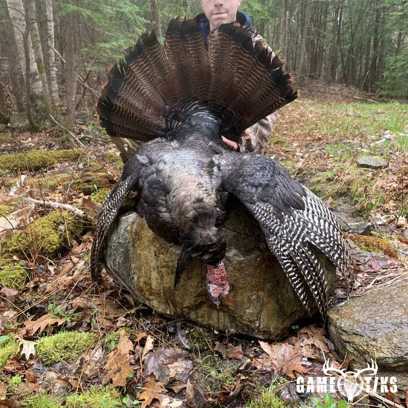 turkey harvest by Maine Experience Guide Service