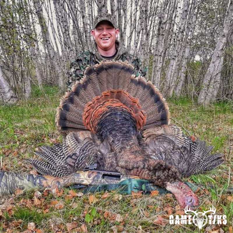 turkey harvest by Maine Experience Guide Service