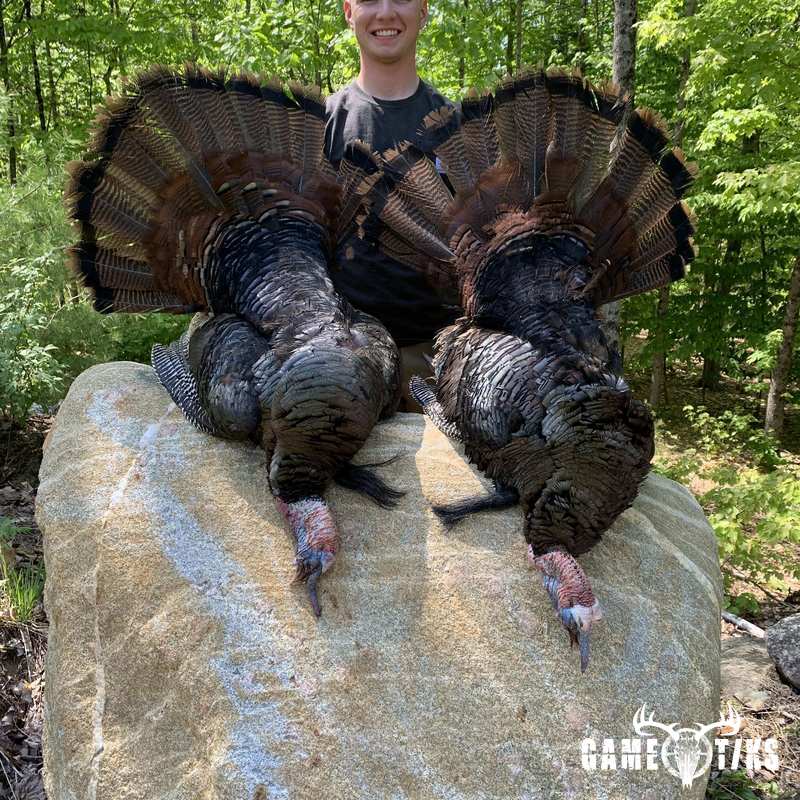 turkey harvest by Maine Experience Guide Service