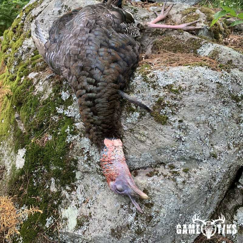 turkey harvest by Maine Experience Guide Service
