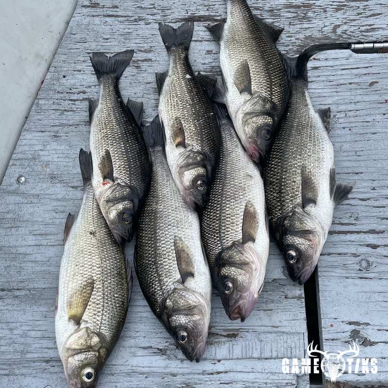 fish harvest by Matt Laite